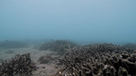 snorkeling in murky waters of con dao coral reef in vietnam