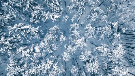 snowy branches in forest. winter fairy background