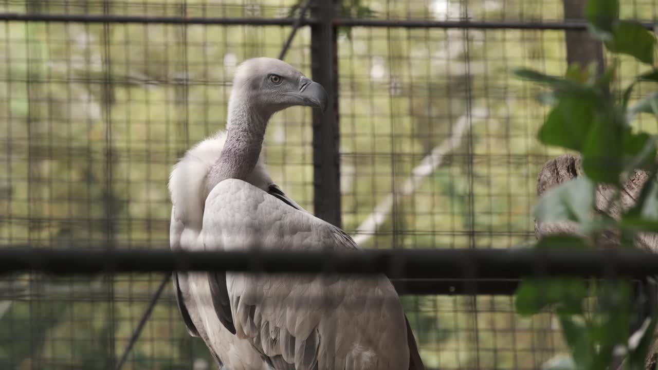 Cape Vulture sitting in a cage