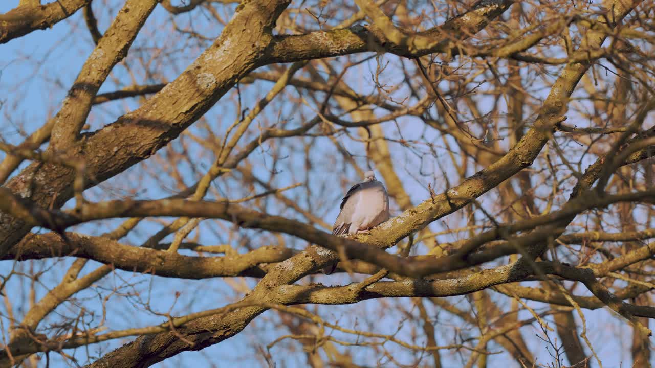 Common Wood Pigeon Perched on Leafless Branch, Close Up View