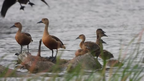 whistling duck - family - pond