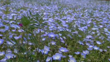 Das-Schöne-Feld-Von-Nemophila-Oder-Auch-Bekannt-Als-Babyblaue-Augenblumen,-Die-Zusammen-Mit-Der-Frischen-Luft-In-Der-Umgebung-Schwingen---Weitwinkelaufnahme