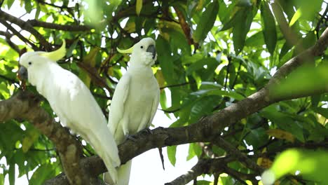 two cockatoos interact on a tree branch