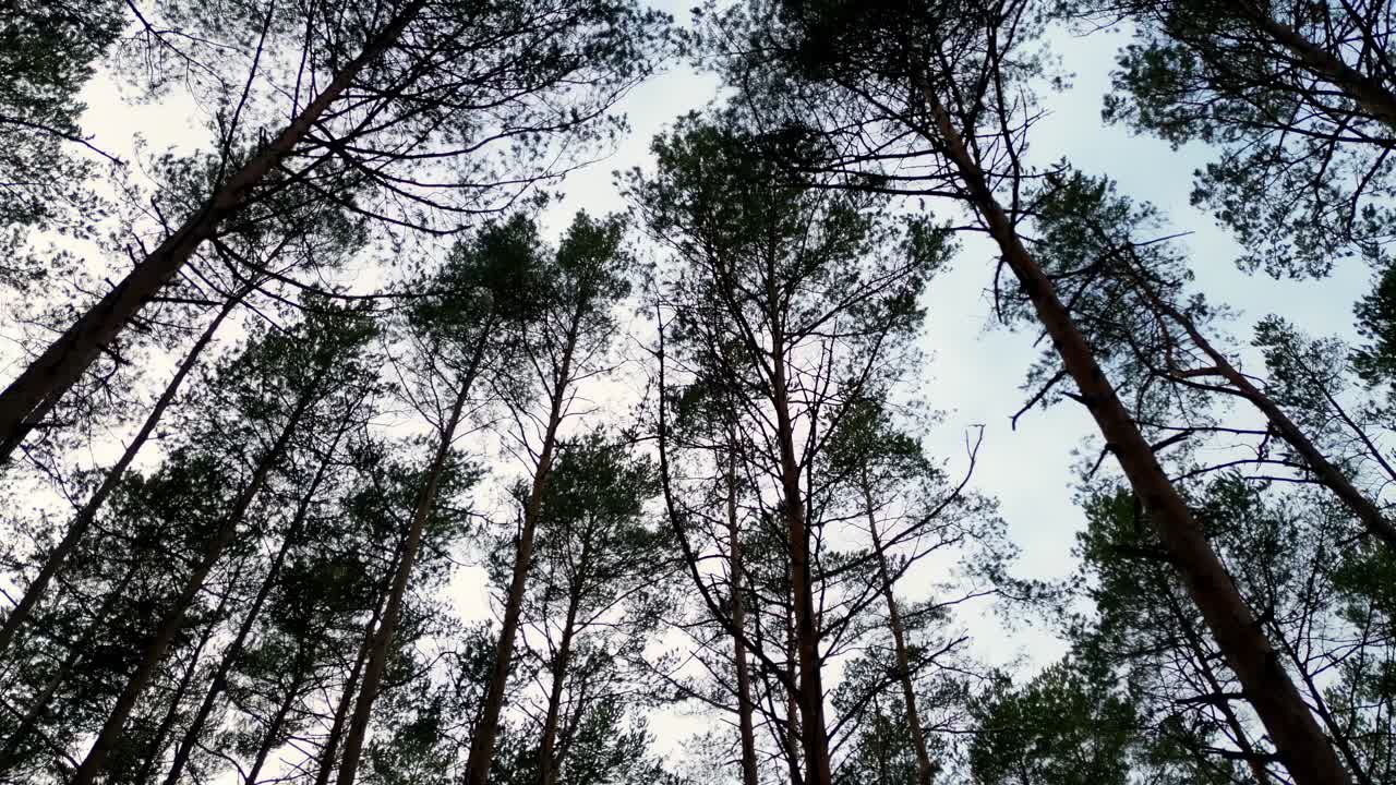 Pedestal shot of lush green forest with tall trees reaching up towards a clear blue sky, captured from a low angle view
