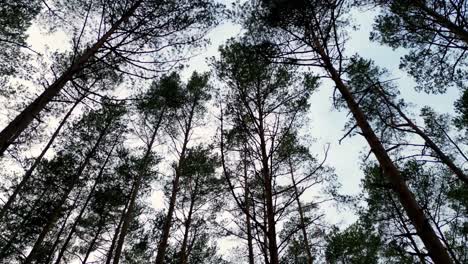 fotografía de pedestal de un bosque verde exuberante con árboles altos que se extienden hacia un cielo azul claro, capturada desde un ángulo bajo