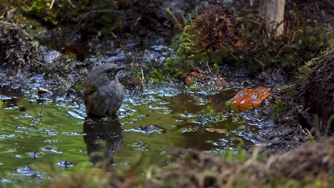 a dunnock having fun in a puddle on a hot day