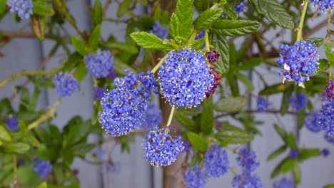 Cu-Schuss-Von-Drei-Ceanothus-Blüten