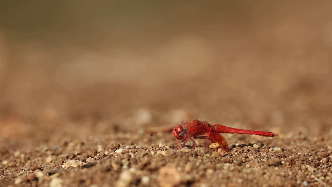 Macro shot of a red dragonfly (basker) sitting on the ground before flying away, Greater Kruger