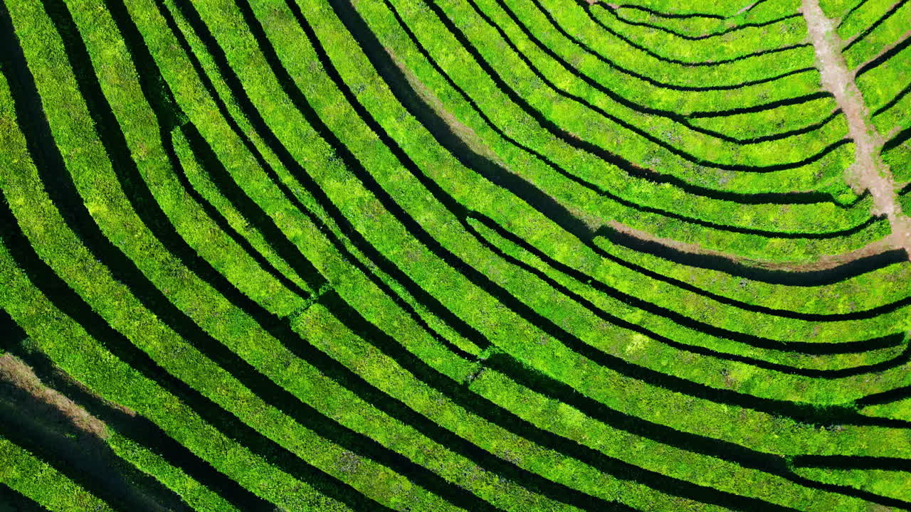 летние чайные линии, холмы, дронный вид. приблизитесь к пышной зеленой плантации в горных районах.