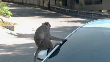 macaque with short brown fur sits on car rear view mirror