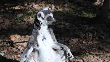 Un-Lémur-Está-Sentado-En-El-Suelo-En-Un-Bosque,-Parque-Zoológico