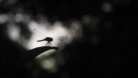 Schöne-Schwarz-Weiß-Aufnahme-Einer-Libelle,-Die-An-Einem-Schönen-Morgen-Auf-Einem-Baum-Fliegt