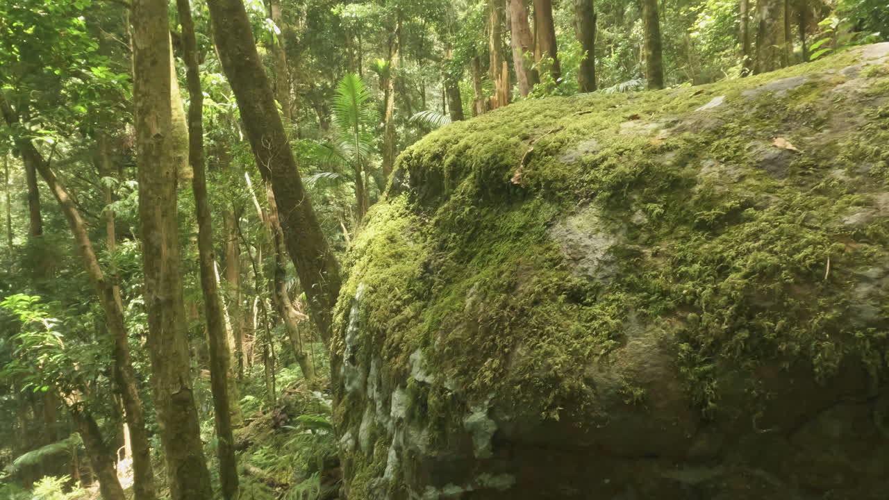toma panorámica de 4k desde detrás de una gran roca en una selva tropical de montaña, monte cordeaux, parque nacional de rango principal qld