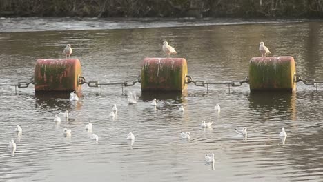 gulls rest on large water buoys