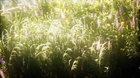 Wildblumen-Auf-Dem-Feld