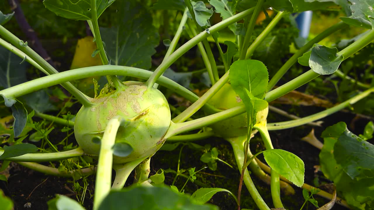 Close up view of a ripe and ready for harvesting green kohlrabi cabbage on dark colored soil in a farm or a home garden during summer time day. Cabbage has big and fluffy green leafs, bokeh background