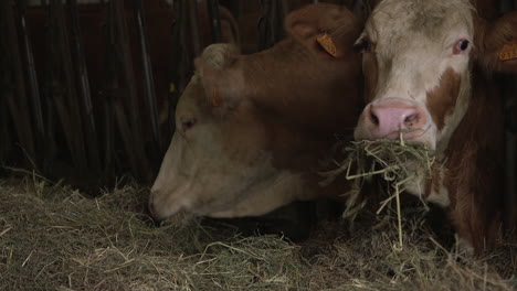 Cow-on-a-french-farm