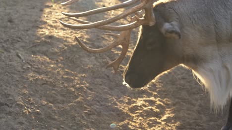 Reindeers-Walk-Inside-The-Stockyard-During-Sunny-Morning-At-The-Countryside-Near-Norwegian-Village-In-Arendel,-Zagorow-Poland