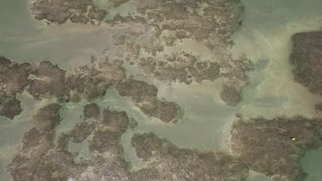 volando sobre la playa de são miguel dos milagres en el estado de alagoas, brasil.