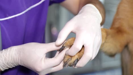 veterinarian examining a dog's paw