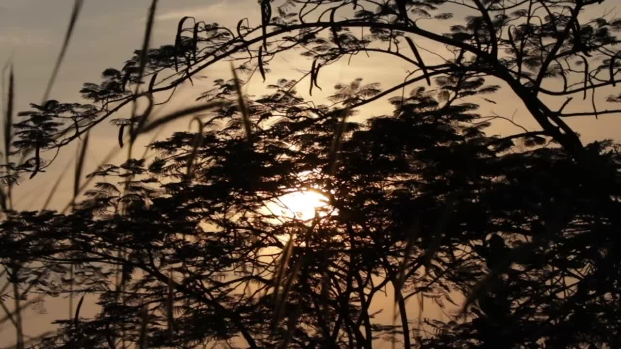 나무 뒤에서 떠오르는 태양