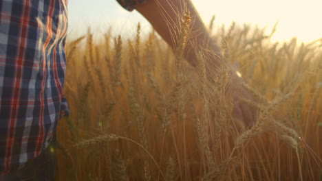 close-up in slow motion a male farmer touches a wheat brush in a field in the sun