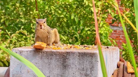 una ardilla curiosa adulta comiendo comida