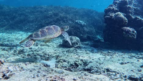 a sea turtle swimming under the tropical blue sea - underwater, side view