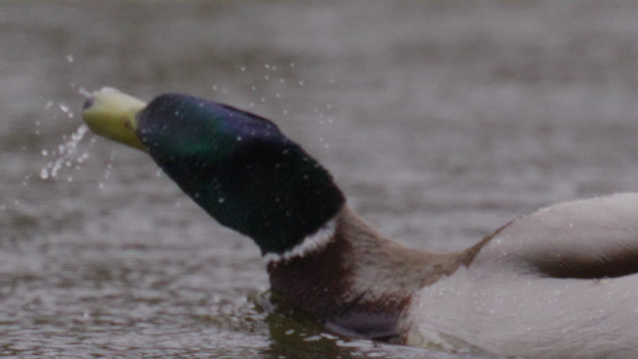 Duck Shaking its Head, Water Droplets, Macro Slow Motion