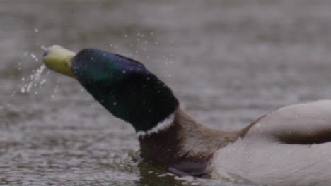 Duck-Shaking-its-Head,-Water-Droplets,-Macro-Slow-Motion