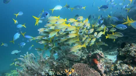 scuba divers filming a school of yellow snappers