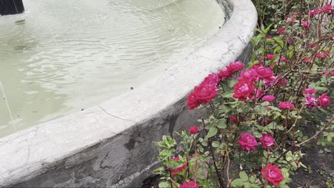 a rose bush near water fountain edge