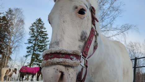 Retrato-De-Caballo-Blanco-En-El-Paddock-De-Invierno,-Cerrar