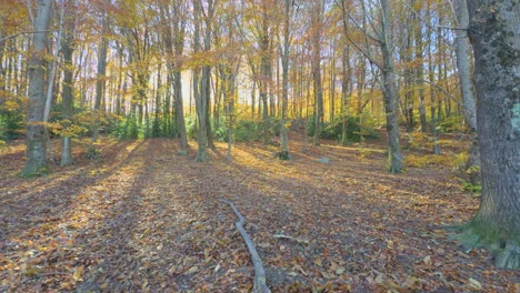 Tree-branch,-fallen-in-an-autumn-forest-Colorful-autumn-in-the-mountain-forest-ocher-colors-red-oranges-and-yellows-dry-leaves-beautiful-images-nature-without-people