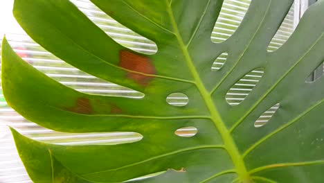 close-up of a tropical green monstera leaf against a transparent greenhouse wall, a burn on the leaf in the form of a brown spot. tropical foliage texture, nature background.