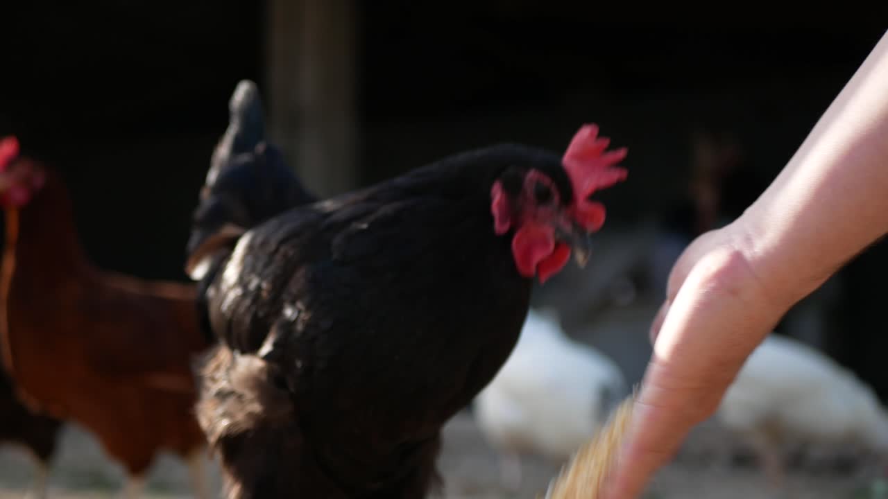 gallina negra comiendo de la mano de una persona