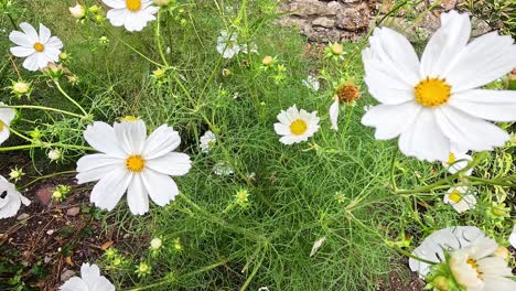 white cosmos flowers blooming in a garden