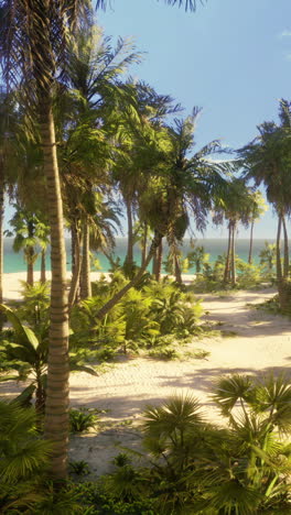 tropical beach with palm trees