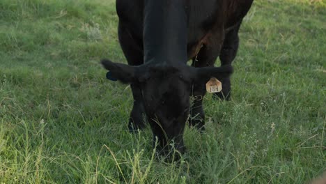 Schwarze-Kuh-Auf-Einer-Ranch-In-Clovis,-Kalifornien,-USA