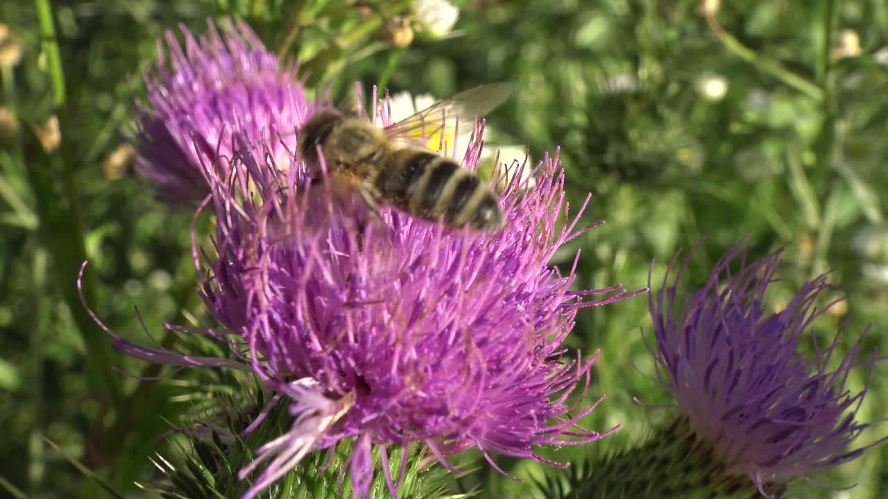 primer plano extremo de dos abejas melíferas haciendo su trabajo en una flor de cardo púrpura