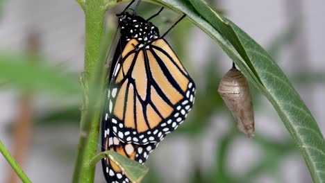 close up of a monarch butterfly after recently hatching from cocoon