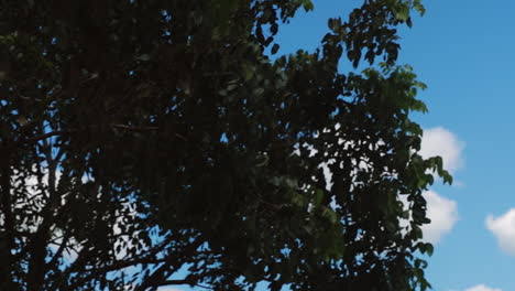 Panning-shot-of-bird-flying-past-through-a-tree