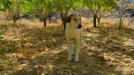 Perro-Callejero-De-Pie