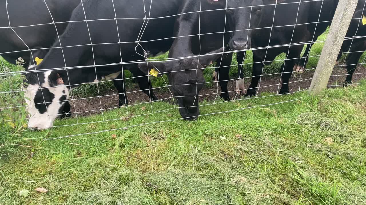 Black Cows Grazing in a Pasture