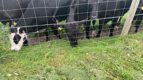 black cows grazing in a pasture