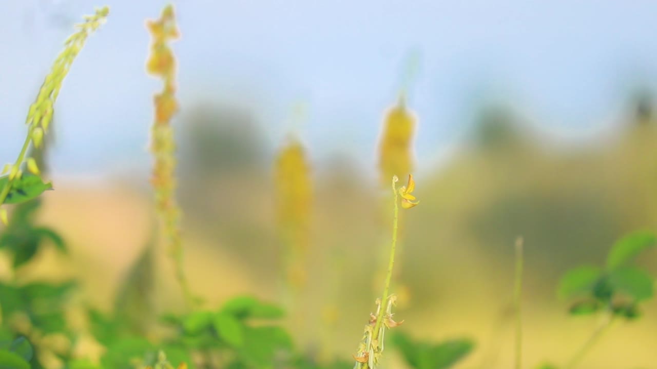 푸른 초원의 꽃줄기에서 날아가는 아름다운 나비, 핸드헬드