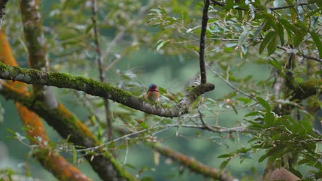 Aus-Der-Ferne-Sieht-Man-Einen-Männlichen-Bebänderten-Eisvogel,-Der-Ruhig-Auf-Einem-Baum-In-Der-Mitte-Des-Waldes-Thront