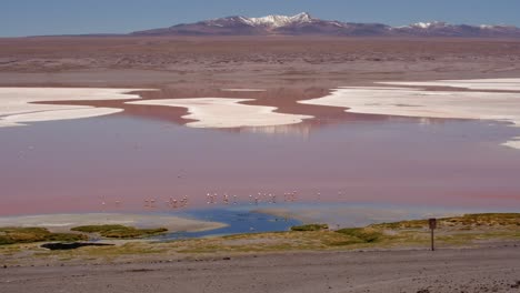 Flamencos-Andinos-En-La-Cordillera-Andina,-Humedal-Laguna-Colorada,-Fauna-Natural-Del-Lago-Rojo,-Pájaros-Rosados-Que-Anidan-En-La-Laguna-Naranja,-Bolivia,-Sudamérica