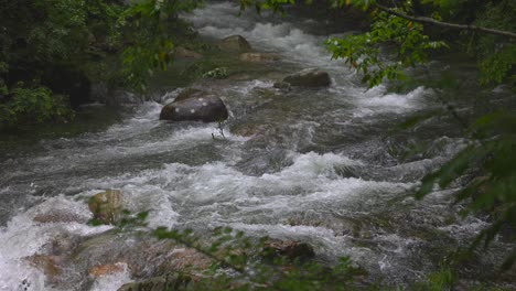 video en cámara lenta del agua que fluye por el arroyo en un día lluvioso