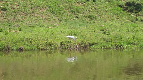 Pájaro-Pescador-Blanco-Cazando-Presas-En-El-Borde-Del-Lago.